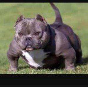 Meet your Posher, Sylvester